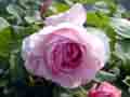 Lilac Rose (40,134 bytes)