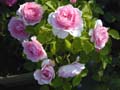 Lilac Rose (43KB)